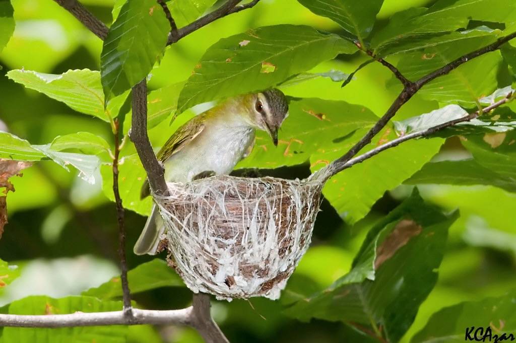 Red-eyed Vireo by Kelly Colgan Azar is licensed under CC BY-ND 2.0.